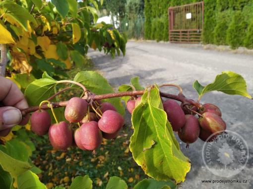 Pink Jumbo kiwi (samičí sazenice)
